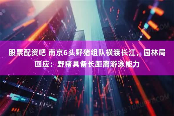 股票配资吧 南京6头野猪组队横渡长江，园林局回应：野猪具备长距离游泳能力